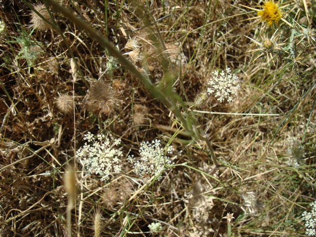 Apiaceae - Daucus carota