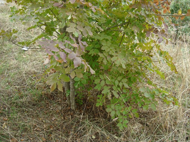 Fraxinus ornus