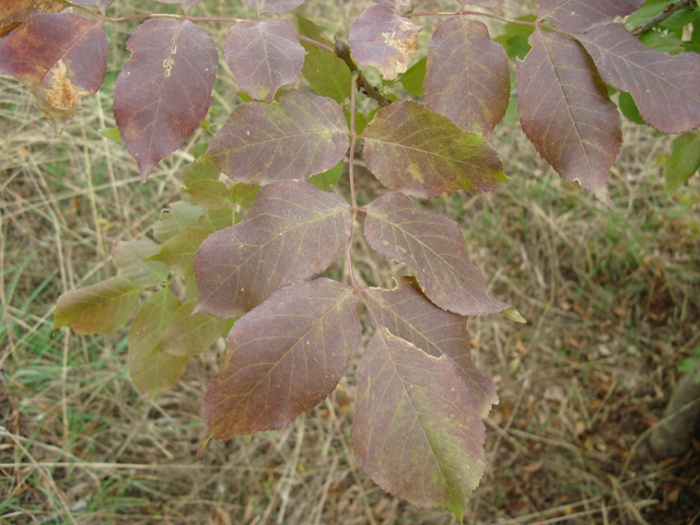 Fraxinus ornus