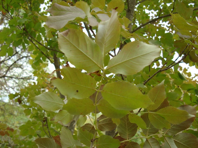 Fraxinus ornus