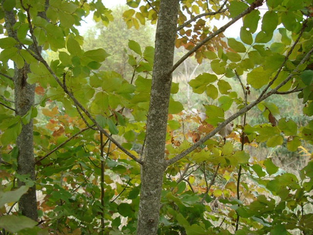 Fraxinus ornus