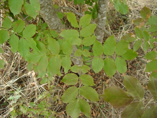 Fraxinus ornus