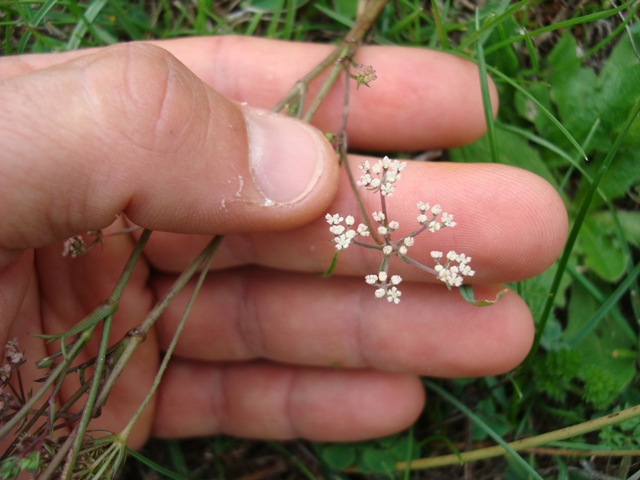 Torilis arvensis