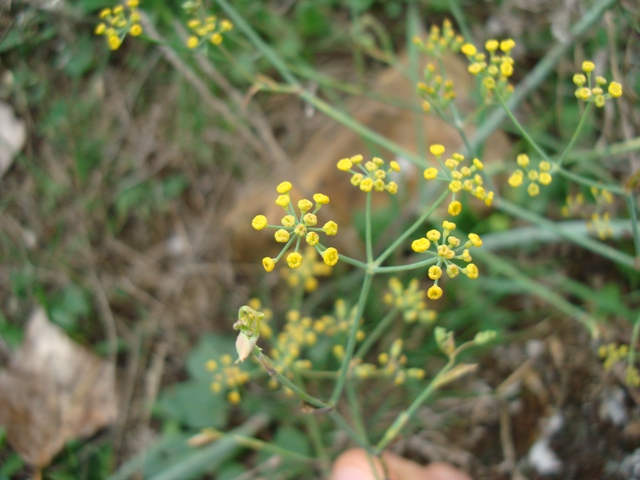 Foeniculum vulgare