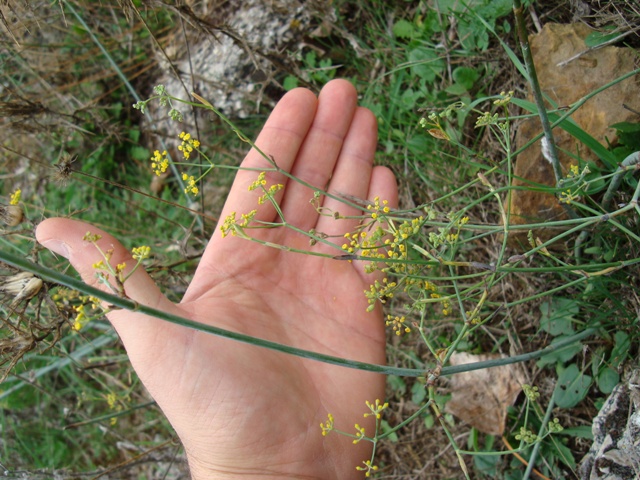 Foeniculum vulgare