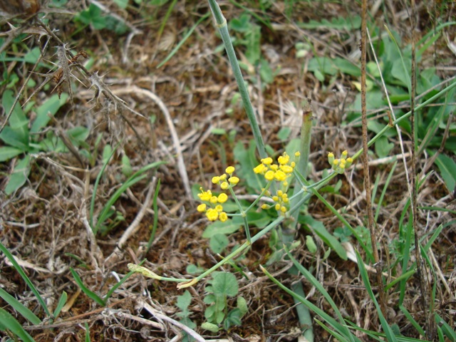 Foeniculum vulgare