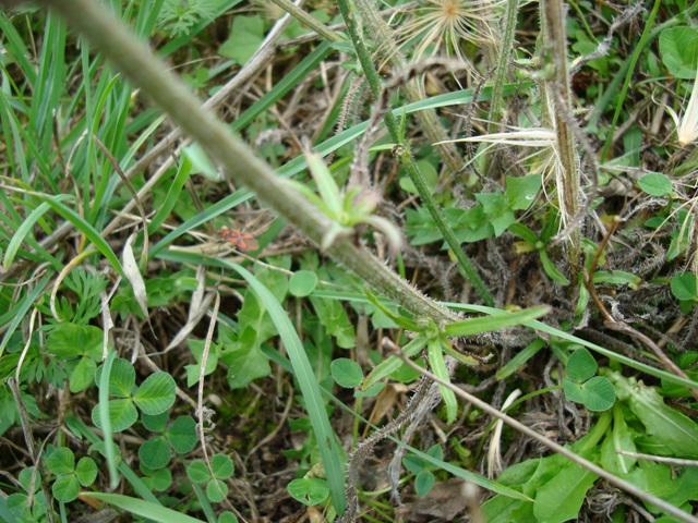 Tolpis virgata / Radicchio virgato