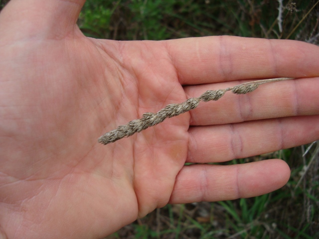 Graminaceae - Dactylis glomerata sl.