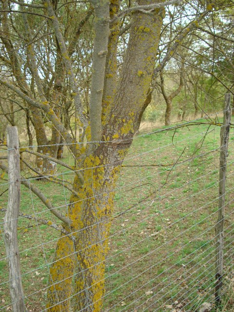 Fraxinus angustifolia subsp. oxycarpa