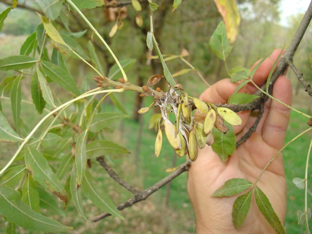 Fraxinus angustifolia subsp. oxycarpa