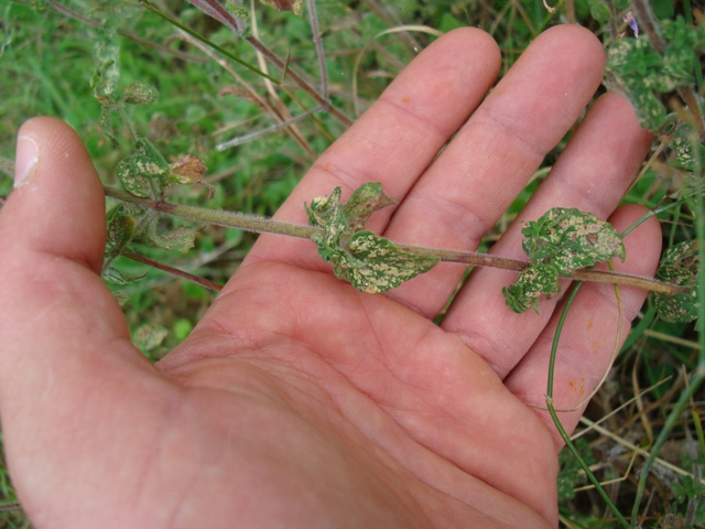 Calamintha nepeta