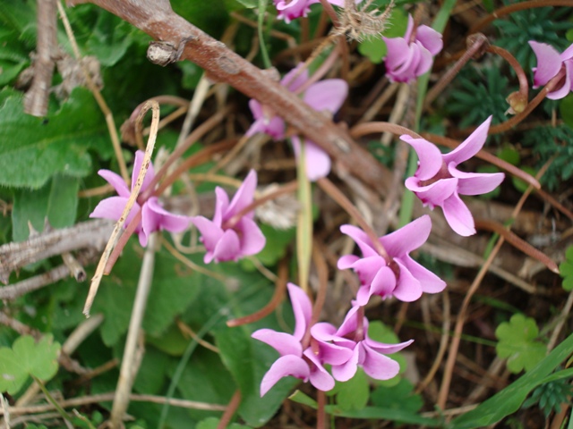 Cyclamen hederifolium