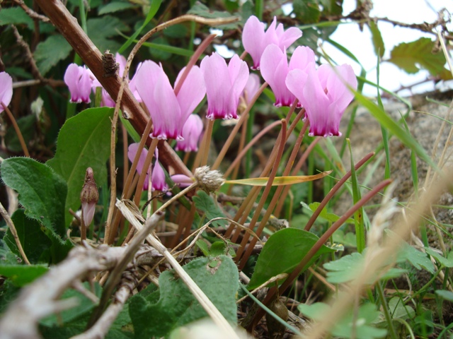 Cyclamen hederifolium