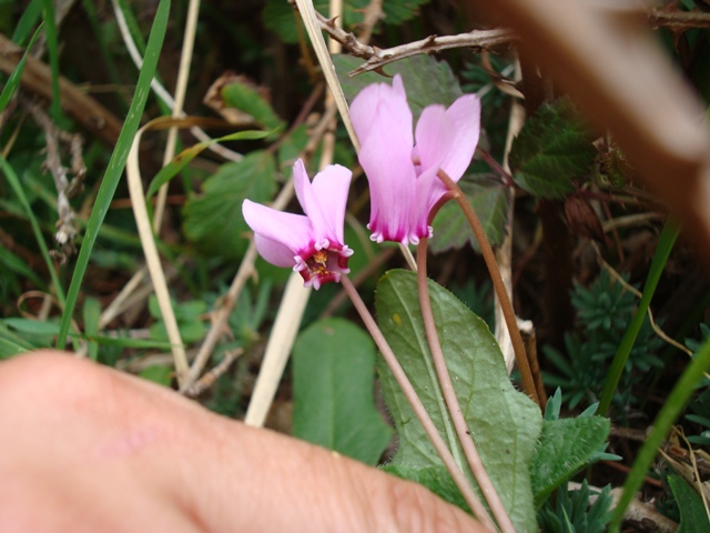 Cyclamen hederifolium