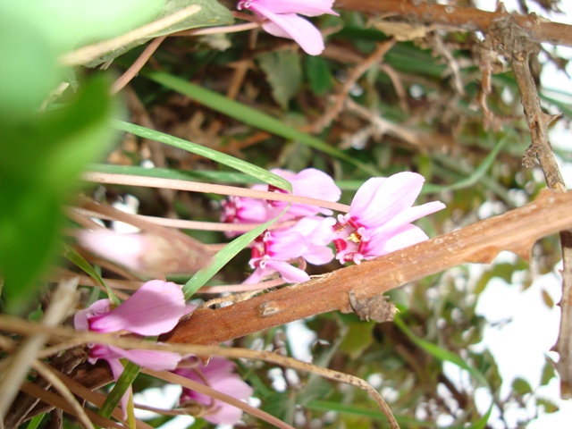 Cyclamen hederifolium