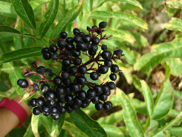 Sambucus ebulus