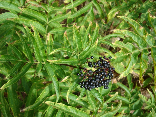 Sambucus ebulus