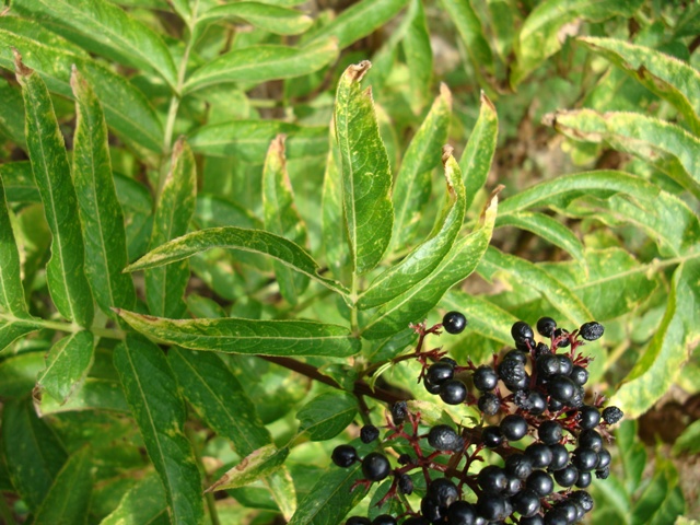 Sambucus ebulus