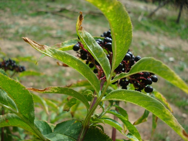 Sambucus ebulus