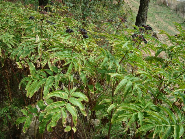 Sambucus ebulus