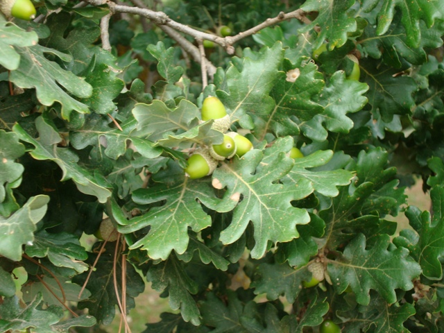 Quercus pubescens