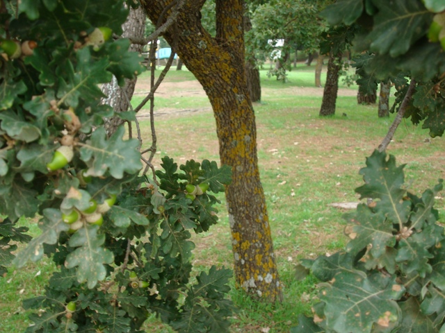 Quercus pubescens