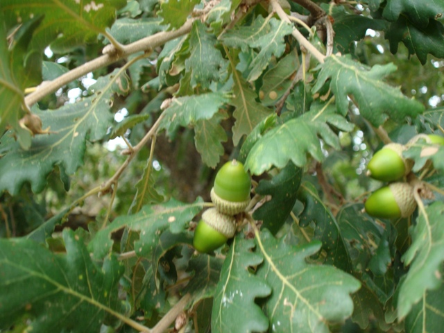 Quercus pubescens