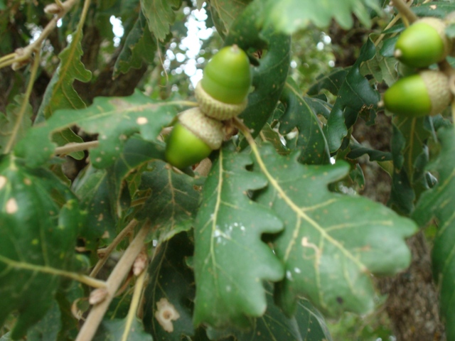 Quercus pubescens