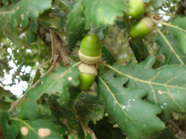 Quercus pubescens