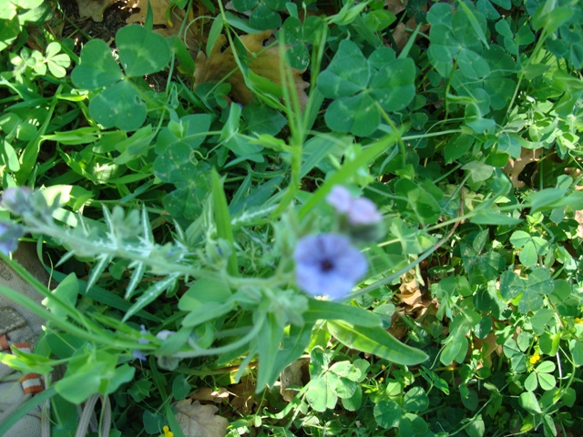 Cynoglossum creticum