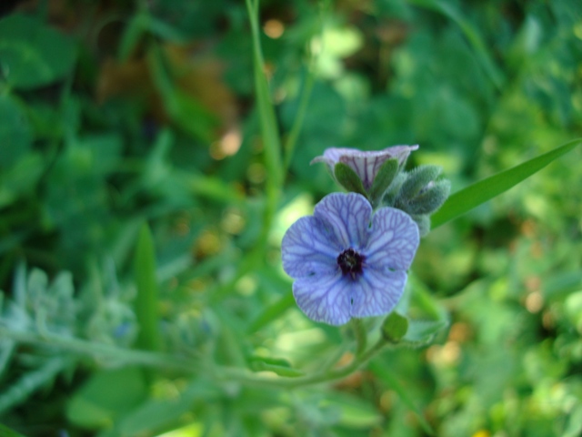 Cynoglossum creticum