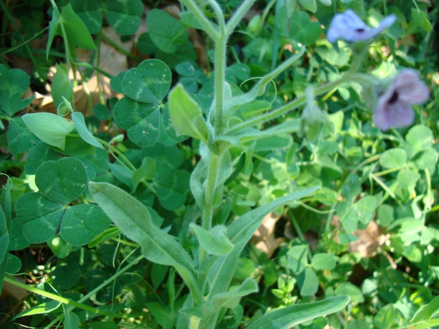 Cynoglossum creticum