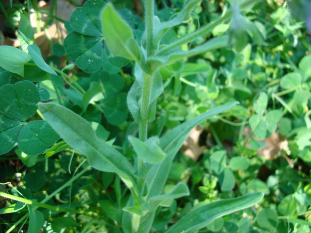 Cynoglossum creticum