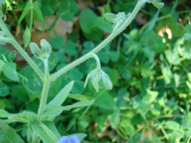 Cynoglossum creticum