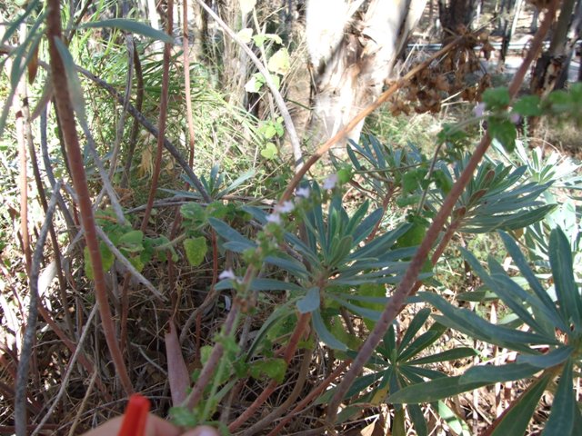 Euphorbia characias