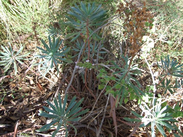 Euphorbia characias