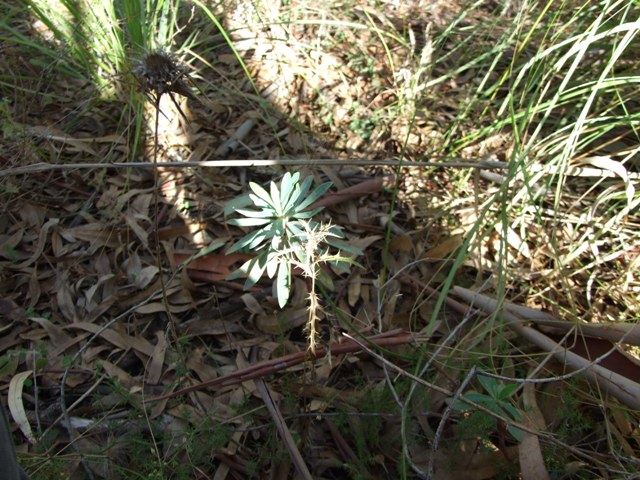 Euphorbia characias