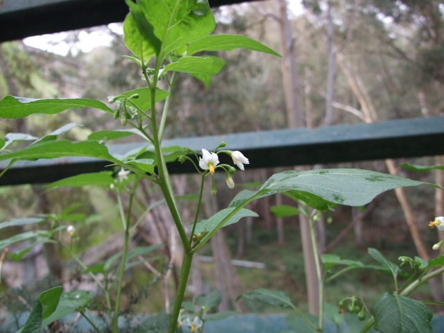 Solanum sp.