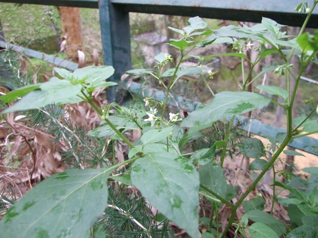 Solanum sp.