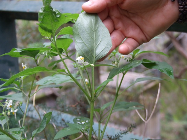 Solanum sp.