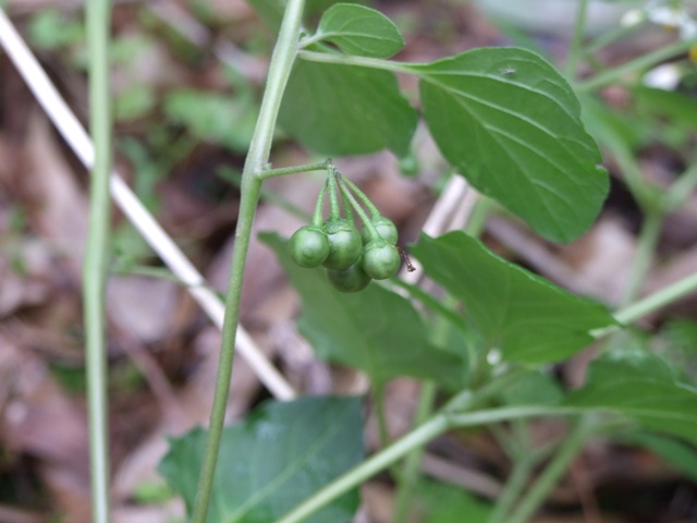 Solanum sp.