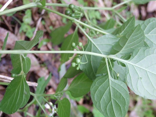 Solanum sp.