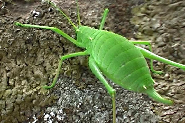 Odontura cf. stenoxypha (Phaneropteridae)