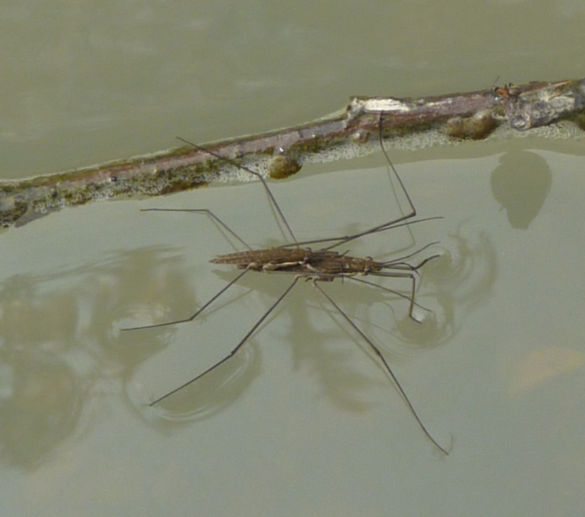 Gerridae: Aquarius najas del Piemonte (TO)