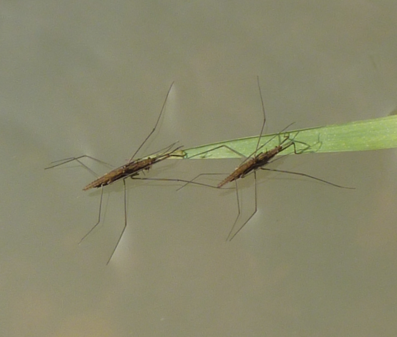 Gerridae: Aquarius najas del Piemonte (TO)