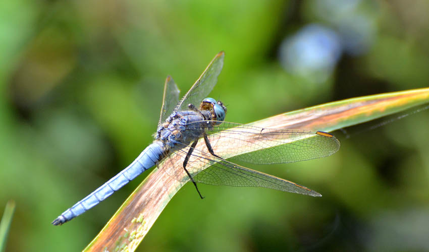 Orthetrum brunneum?