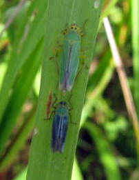 Cicadella - Dimorfismo o ecotipi?