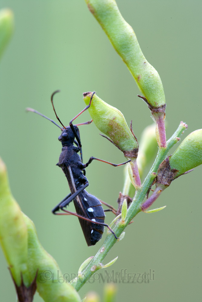 Reduviidae? No. Alydidae. Probabile Megalotomus junceus