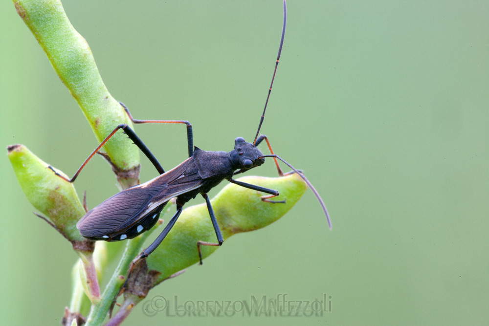 Reduviidae? No. Alydidae. Probabile Megalotomus junceus