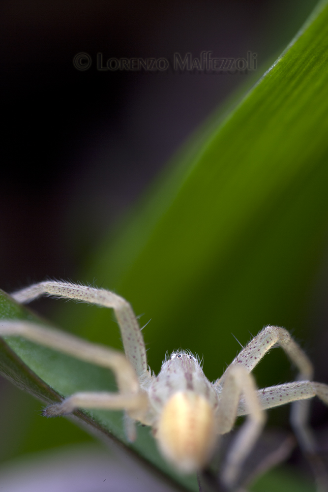 Micrommata virescens